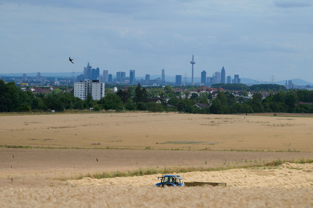 biobauer-michel_AVF7523 Mit dem Traktor durch das Haferfeld kurz vor der Ernte. Im Hintergrund die Skyline Frankfurts.