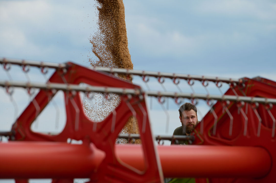 biobauer-michel_AVF7587 Michel prüft die Qualität des frisch gedroschenen Hafers.